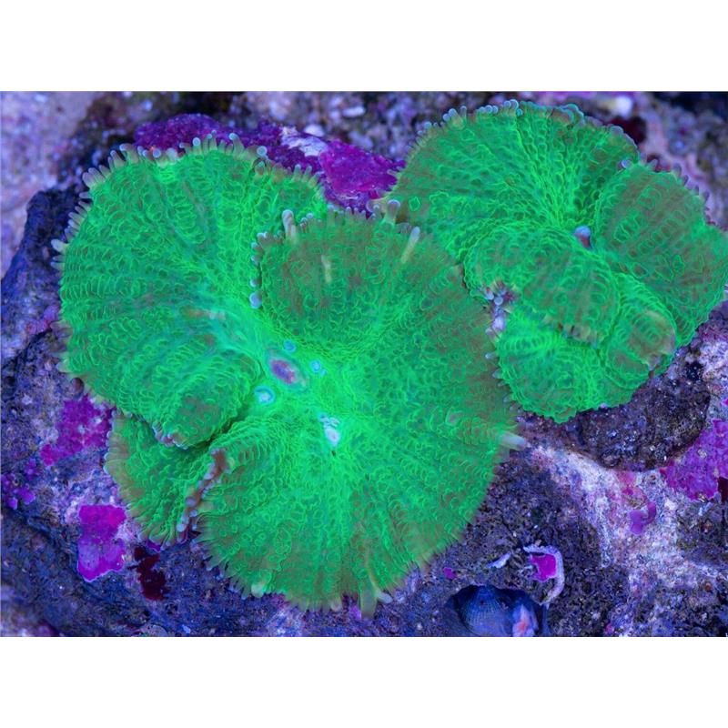 Rhodactis	sp. (metallic green) - imagine 3